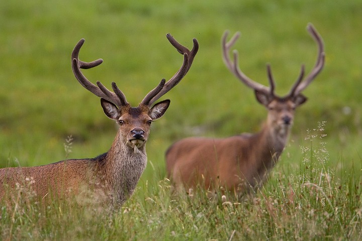 Rothirsch Cervus elaphus